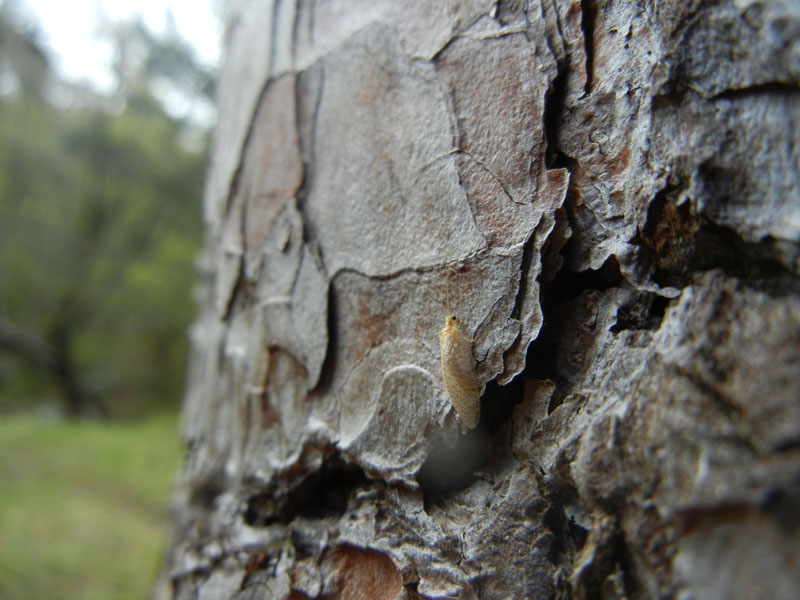 Hemerobius micans - Hemerobiidae