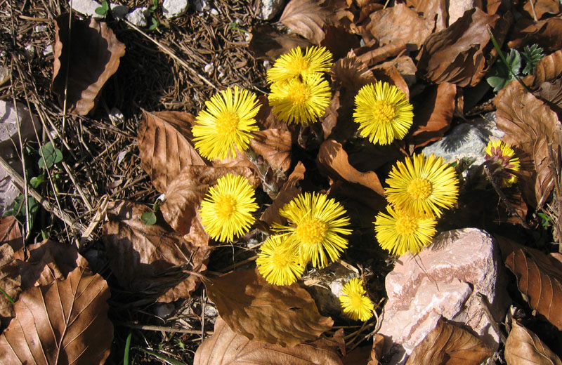 Tussilago farfara