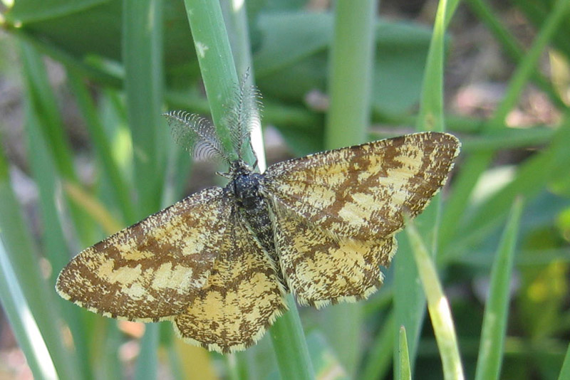 Ematurga atomaria (m.) Geometridae.........dal Trentino