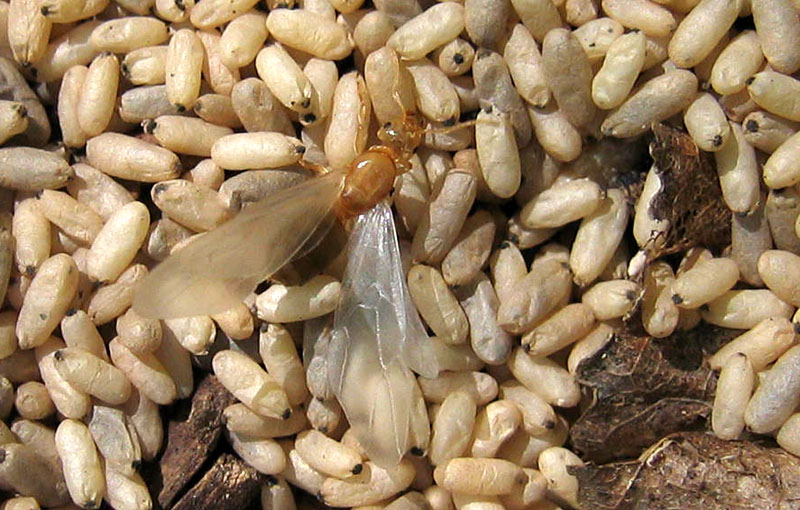 formiche Lasius sp.: sciamatura