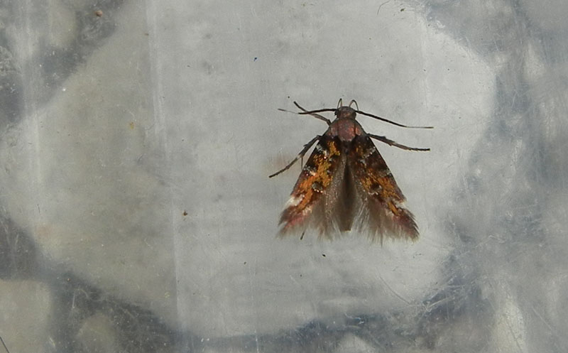 Pancalia leuwenhoekella - Cosmopterigidae.....dal Trentino