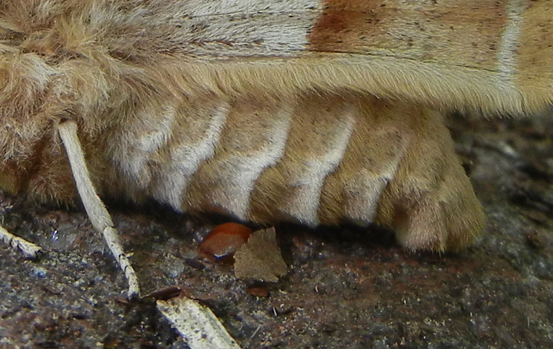 Aglia tau (f + m) Saturniidae..........dal Trentino