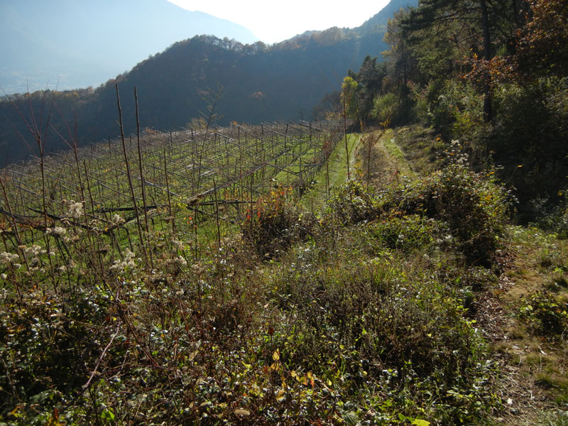 Scaeva dignota, femmina....dal Trentino