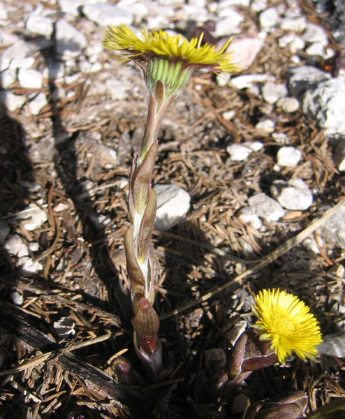 Tussilago farfara