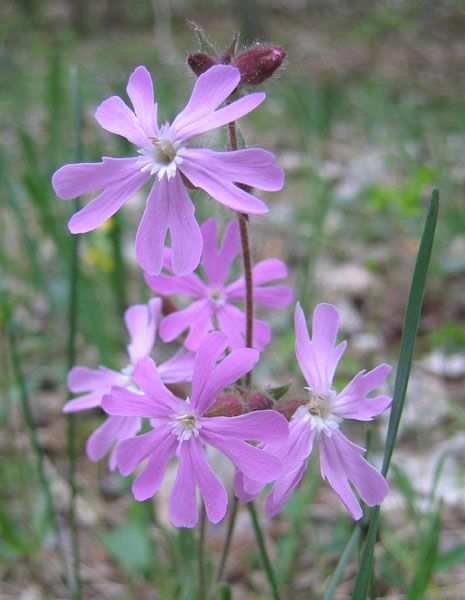 Silene dioica