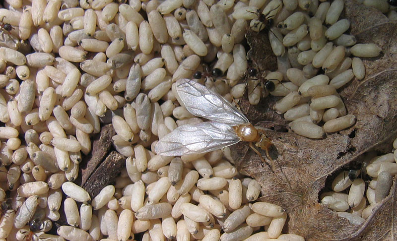formiche Lasius sp.: sciamatura
