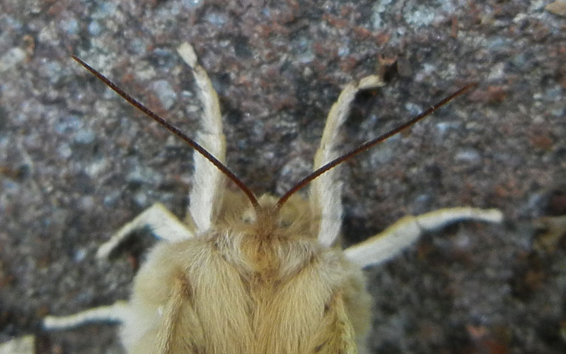 Aglia tau (f + m) Saturniidae..........dal Trentino