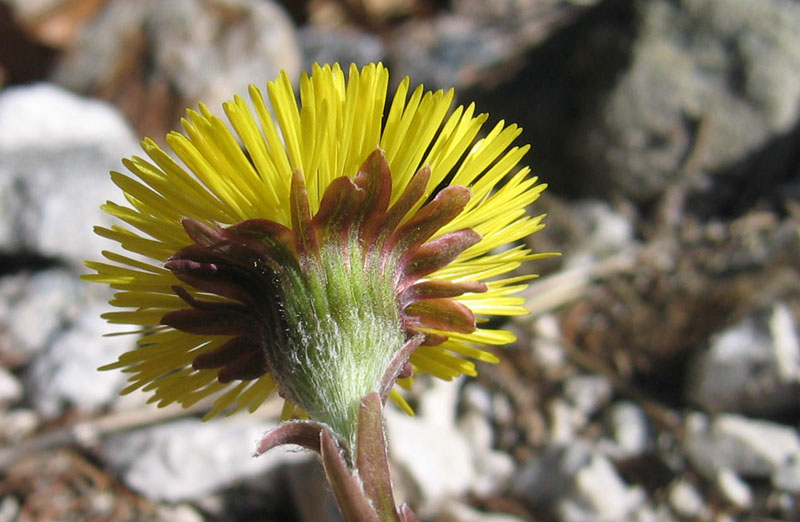Tussilago farfara