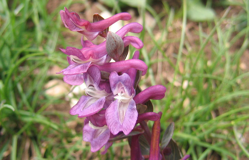 Corydalis cava