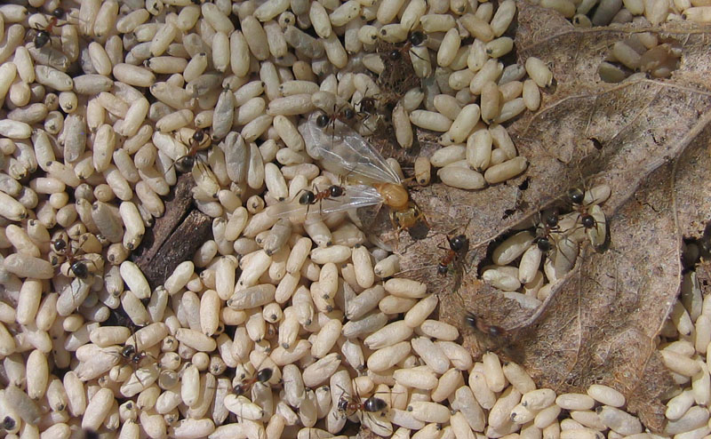 formiche Lasius sp.: sciamatura