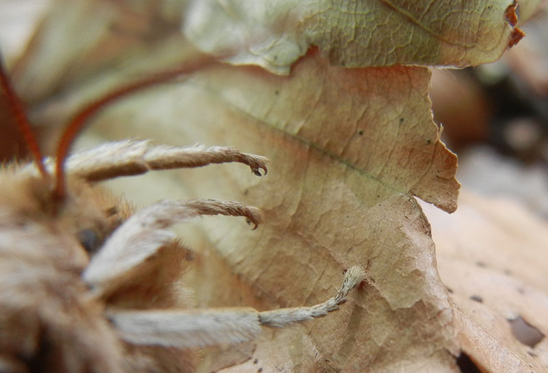 Aglia tau (f + m) Saturniidae..........dal Trentino