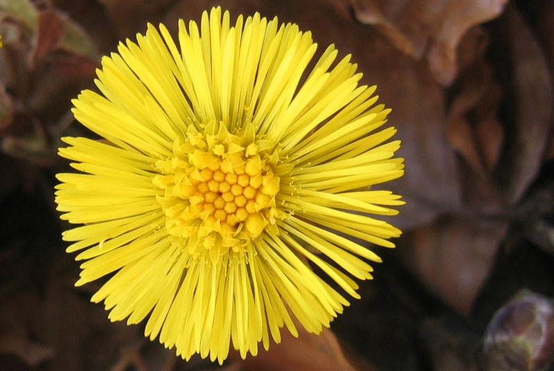 Tussilago farfara