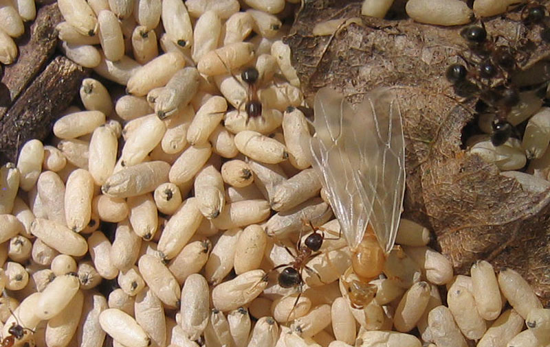 formiche Lasius sp.: sciamatura