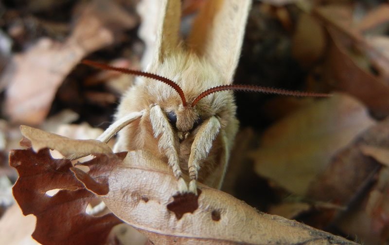 Aglia tau (f + m) Saturniidae..........dal Trentino