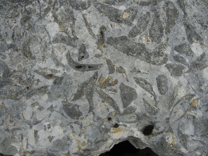 cfr. conchiglie di Lithioperna sp. (Cadine-TN)