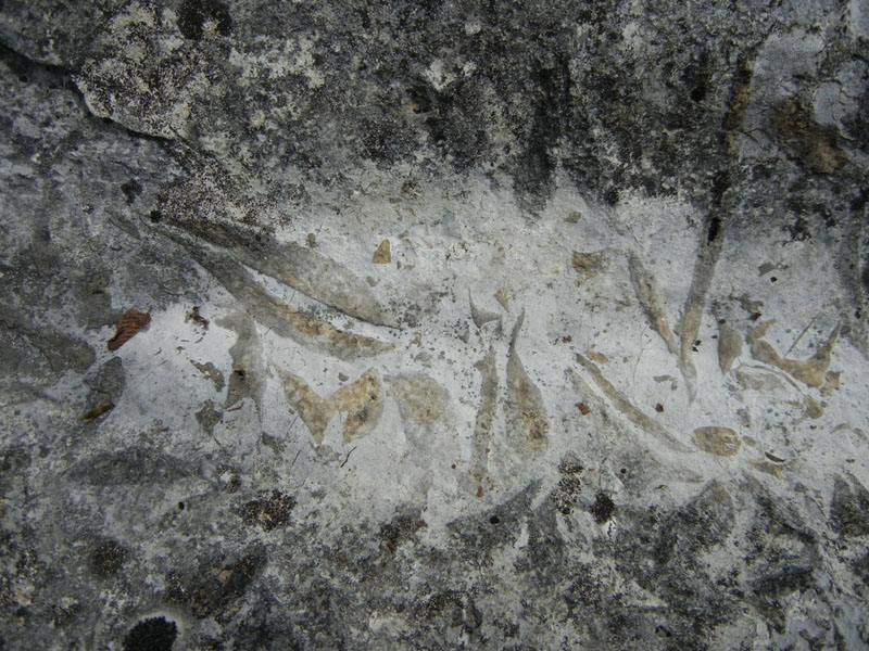 cfr. conchiglie di Lithioperna sp. (Cadine-TN)