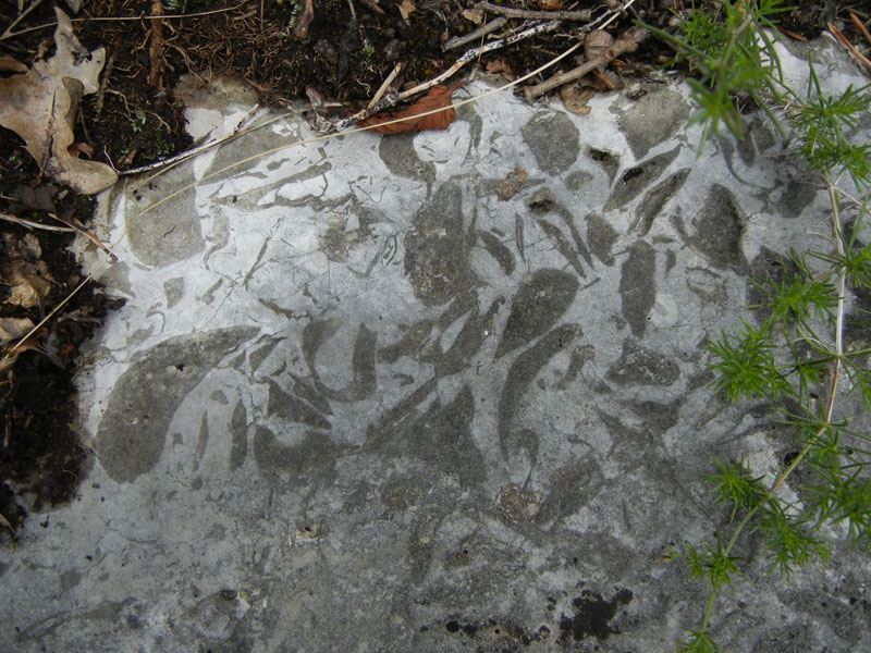 cfr. conchiglie di Lithioperna sp. (Cadine-TN)