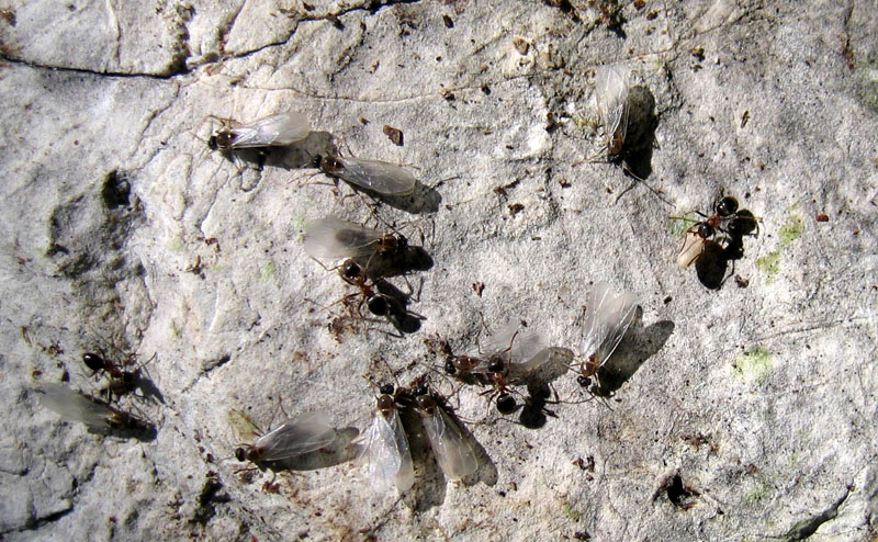 formiche Lasius sp.: sciamatura