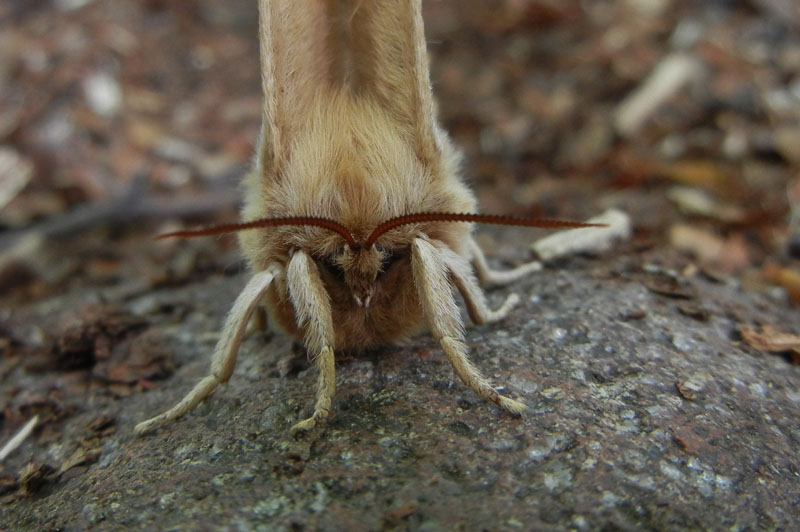 Aglia tau (f + m) Saturniidae..........dal Trentino