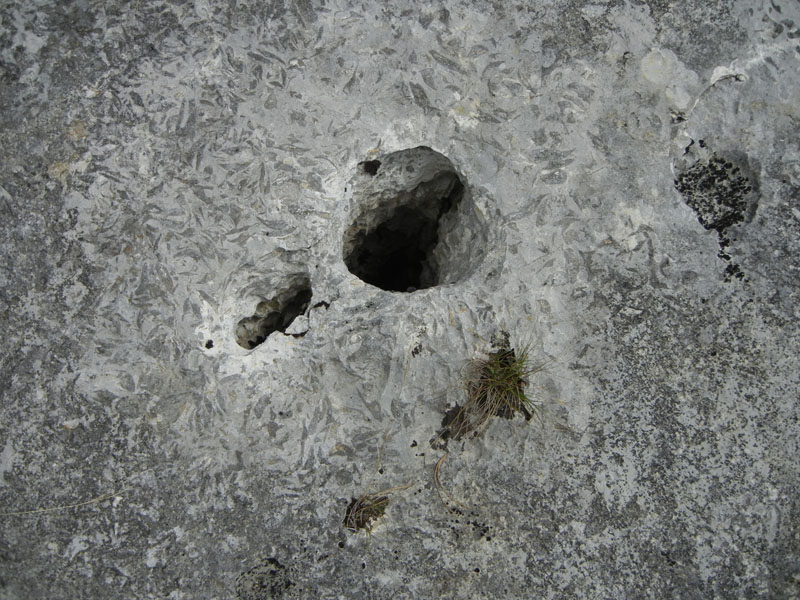 cfr. conchiglie di Lithioperna sp. (Cadine-TN)