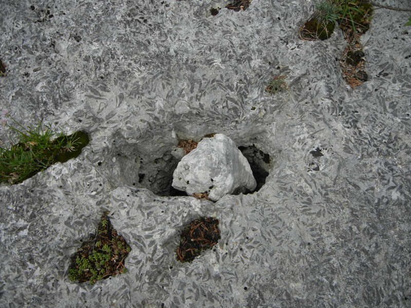 cfr. conchiglie di Lithioperna sp. (Cadine-TN)