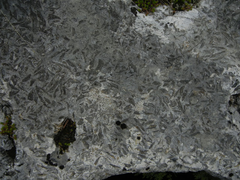 cfr. conchiglie di Lithioperna sp. (Cadine-TN)