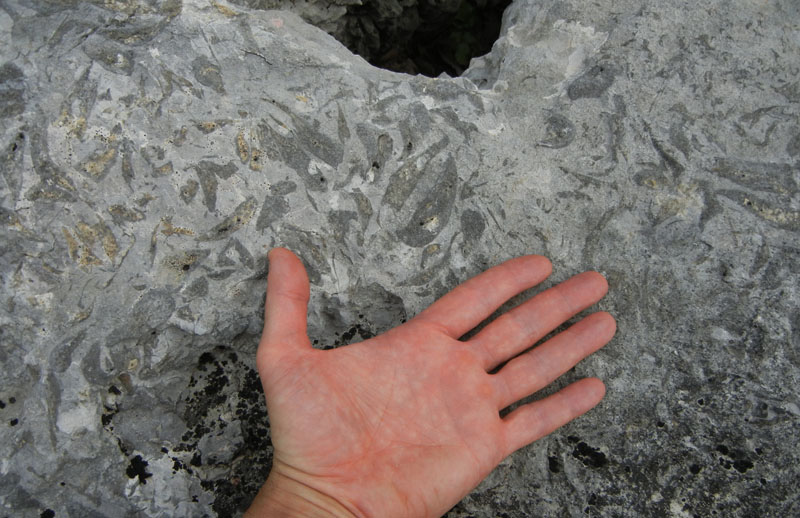 cfr. conchiglie di Lithioperna sp. (Cadine-TN)