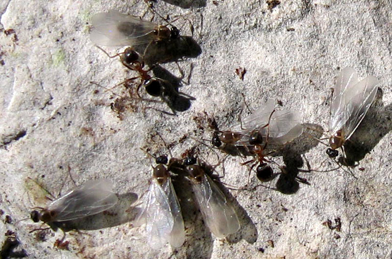 formiche Lasius sp.: sciamatura