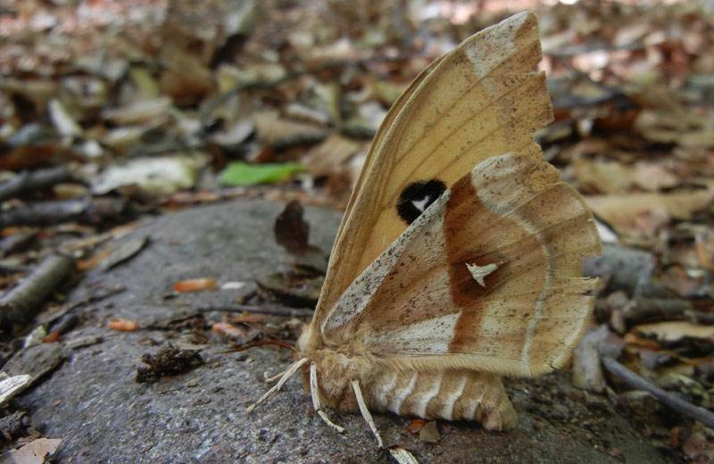 Aglia tau (f + m) Saturniidae..........dal Trentino