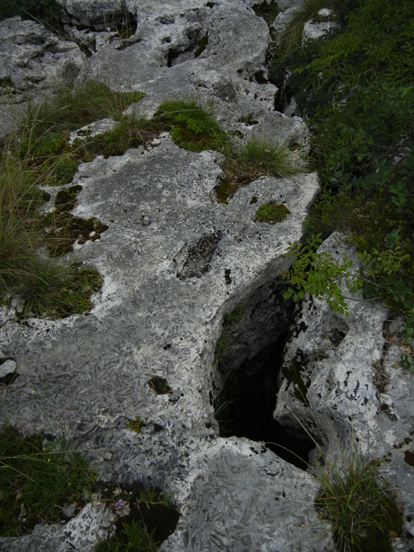 cfr. conchiglie di Lithioperna sp. (Cadine-TN)