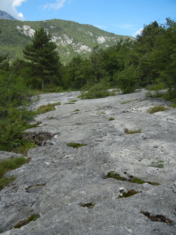 cfr. conchiglie di Lithioperna sp. (Cadine-TN)