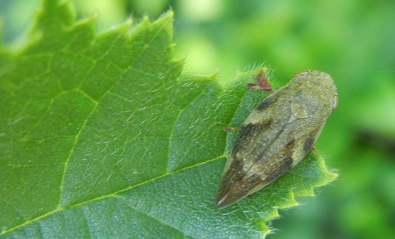 Cicadellide da determinare......