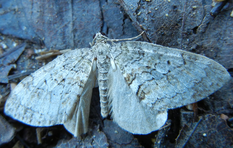 Nothocasis sertata - Geometridae..........dal Trentino