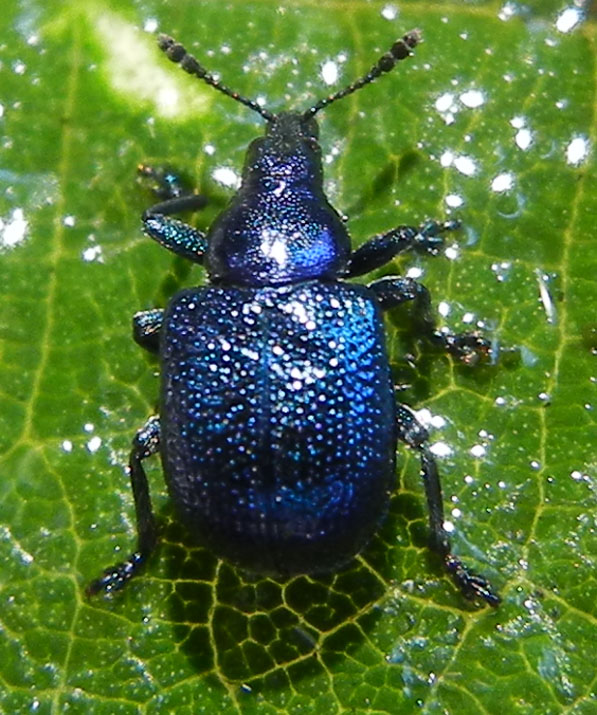 Byctiscus betulae?