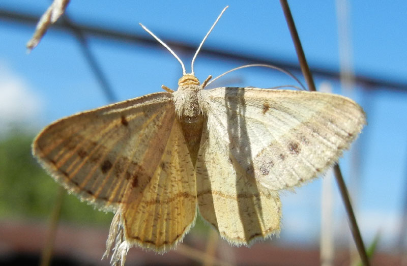 Isturgia arenacearia - Geometridae..........dal Trentino