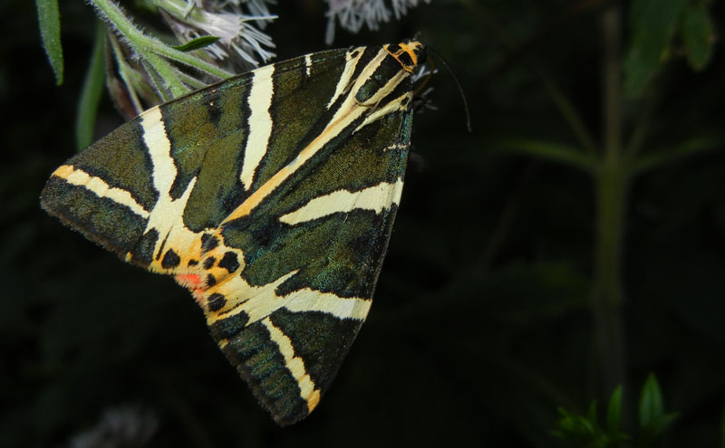 Euplagia quadripunctaria - Erebidae Arctiinae...dal Trentino