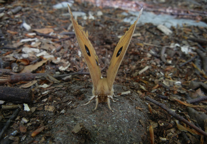 Aglia tau (f + m) Saturniidae..........dal Trentino