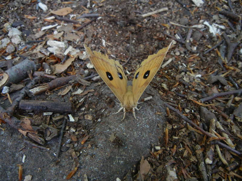 Aglia tau (f + m) Saturniidae..........dal Trentino