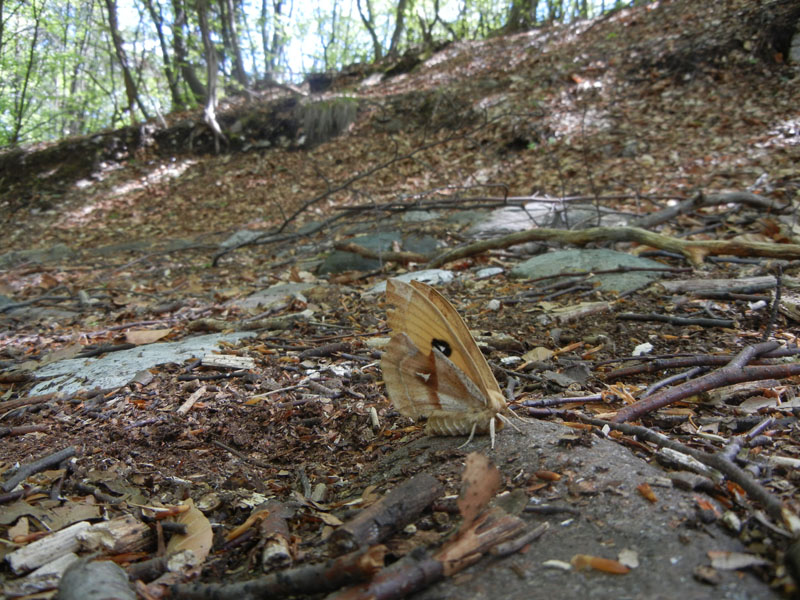 Aglia tau (f + m) Saturniidae..........dal Trentino