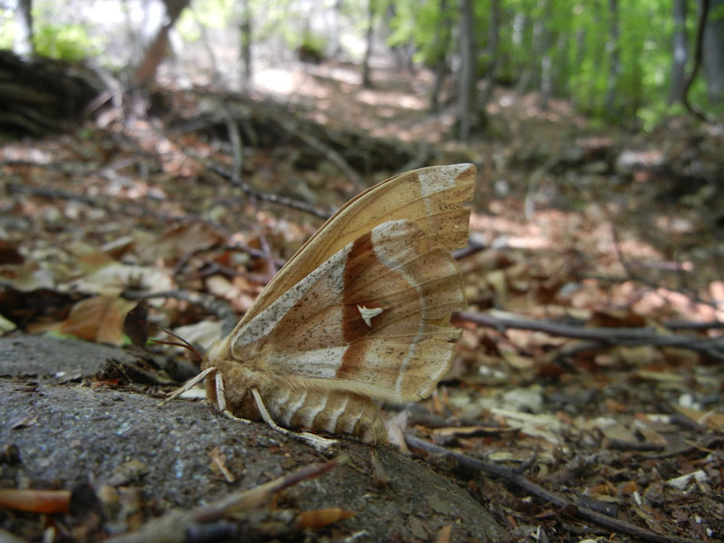 Aglia tau (f + m) Saturniidae..........dal Trentino