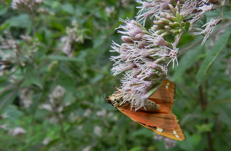 Euplagia quadripunctaria - Erebidae Arctiinae...dal Trentino