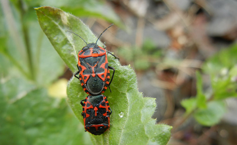 Pentatomidae: Eurydema ventralis della V.d''Aosta