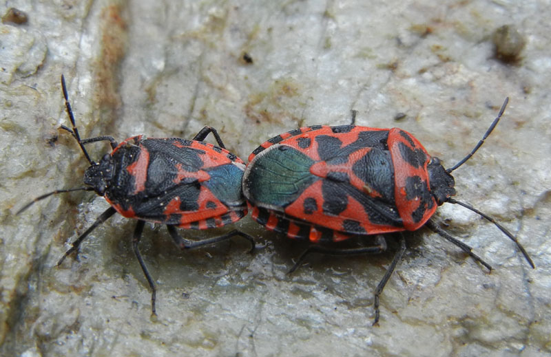 Pentatomidae: Eurydema ventralis della V.d''Aosta