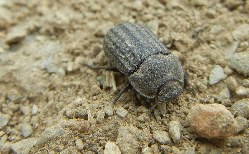 Opatrum sabulosum sabulosum