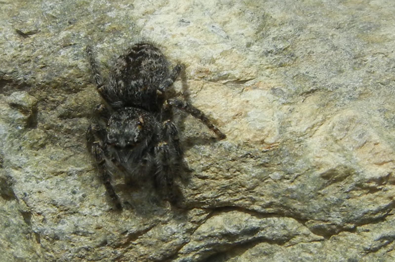 Philaeus chrysops