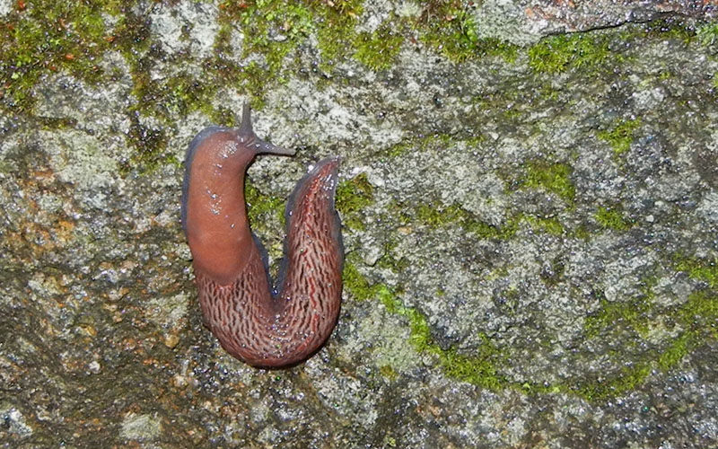 Un Limax del dacampi-gruppo del Valle d''Aosta