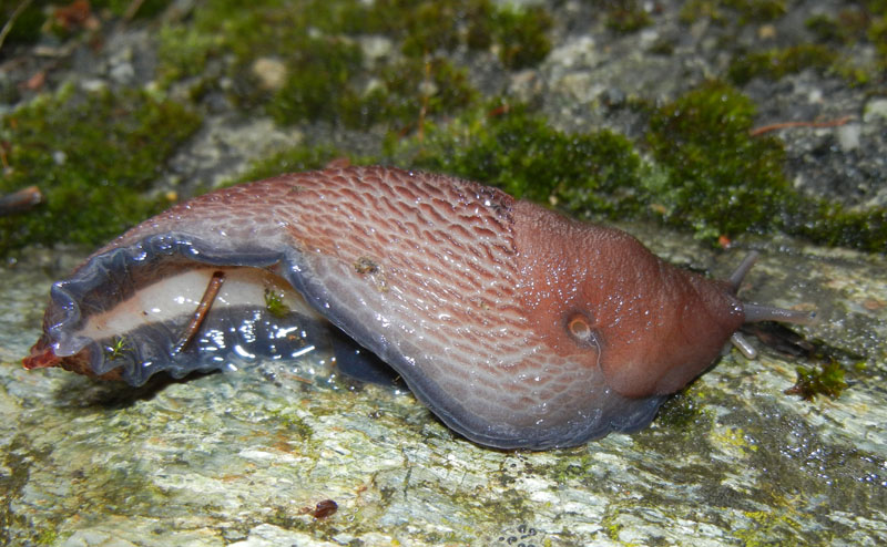 Un Limax del dacampi-gruppo del Valle d''Aosta