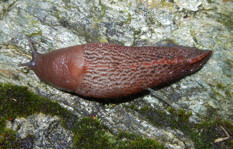 Un Limax del dacampi-gruppo del Valle d''Aosta