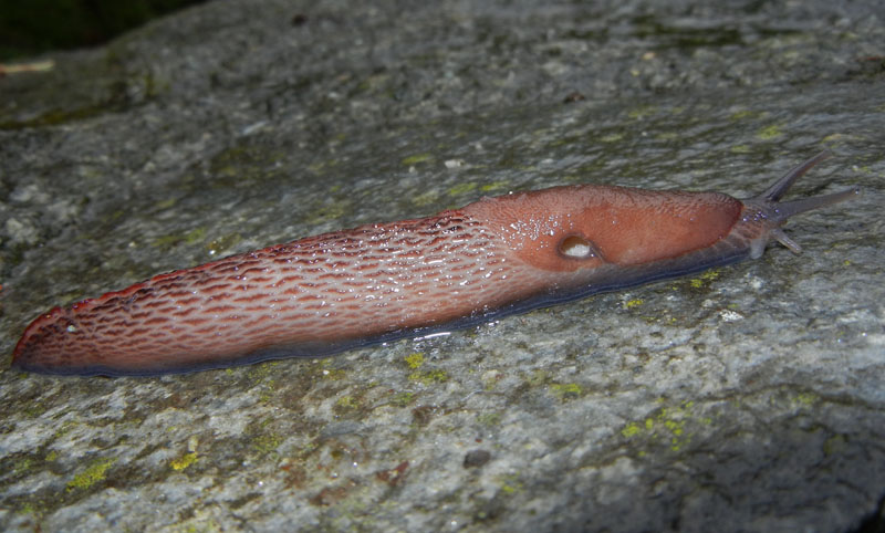 Un Limax del dacampi-gruppo del Valle d''Aosta