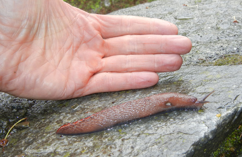 Un Limax del dacampi-gruppo del Valle d''Aosta